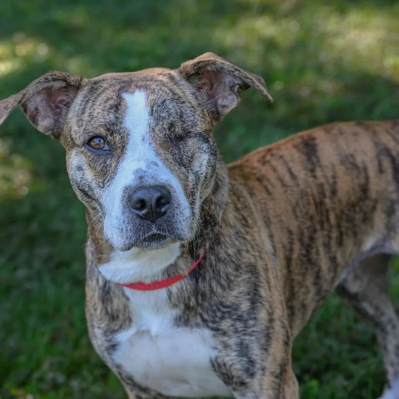 ALPHARETTA  Alicent "Allie" thumbnail 3