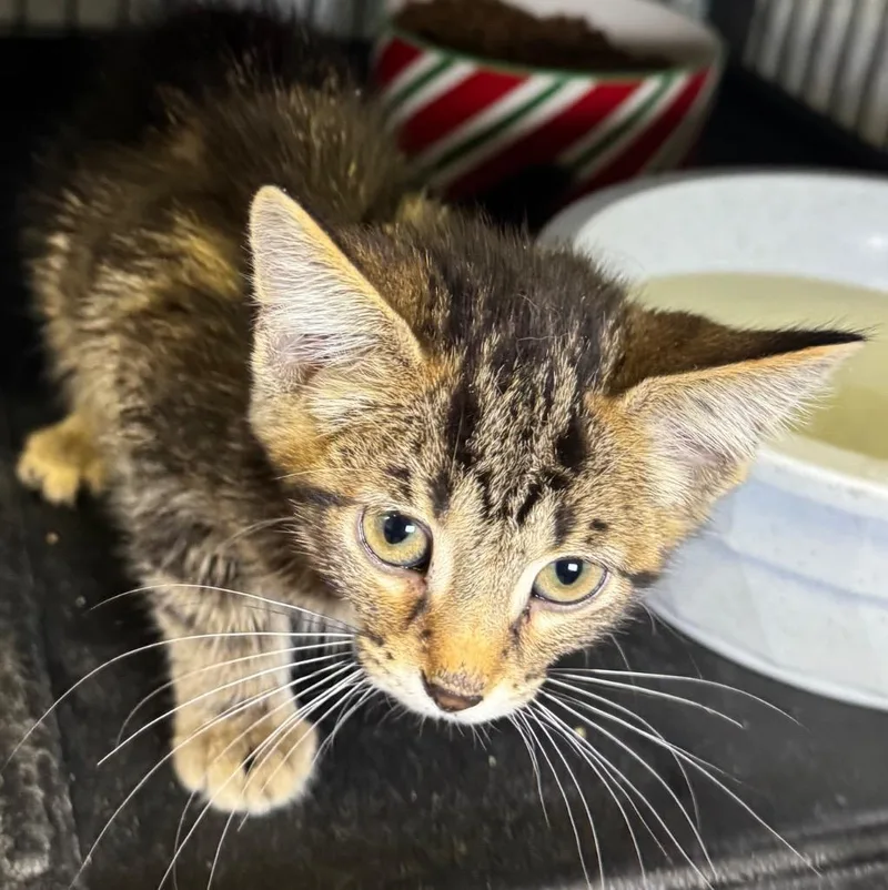A baby medium-sized male Domestic Long Hair cat named Plavador for adoption in Saginaw, MI