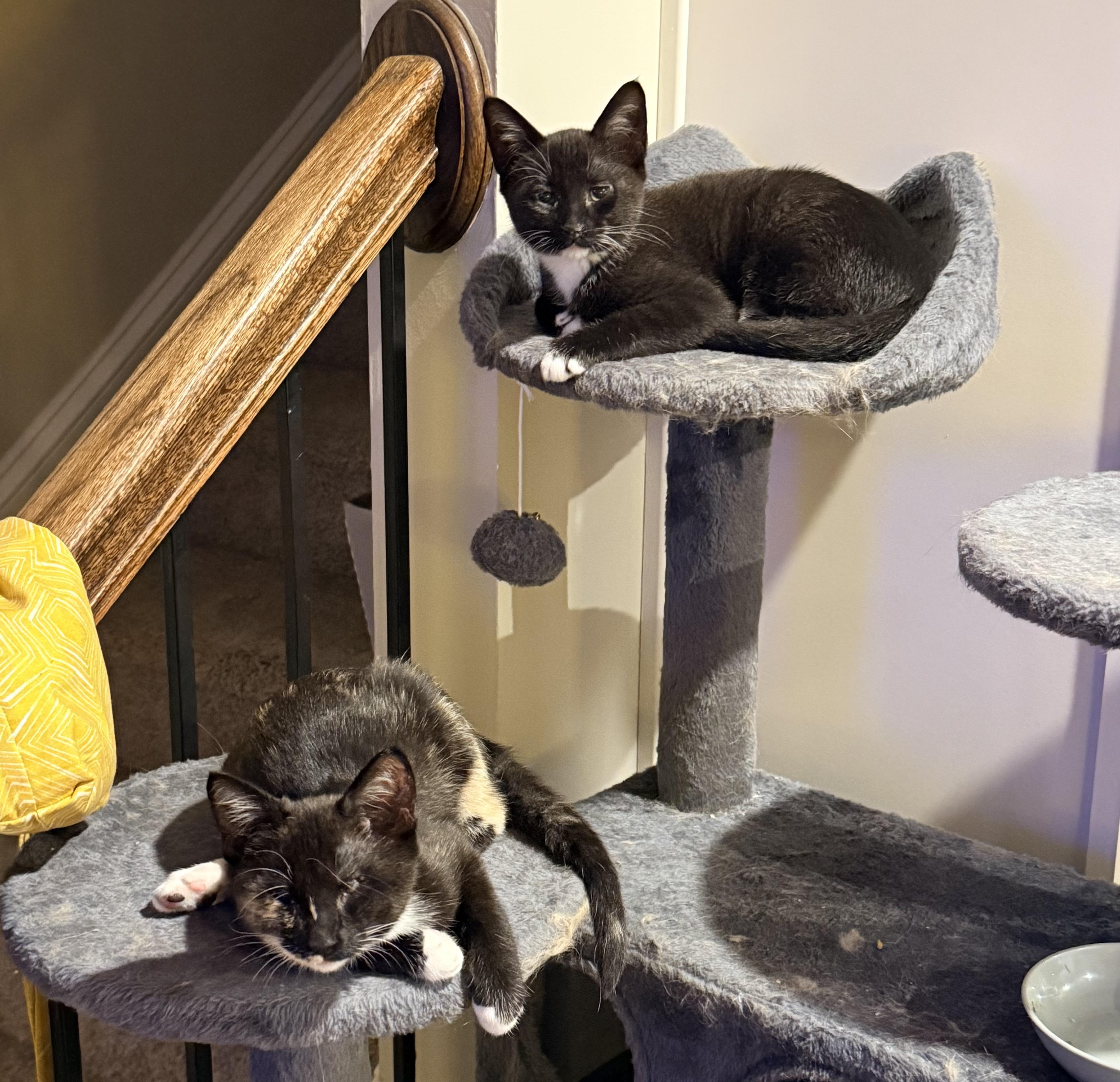A baby small-sized female Calico Domestic Short Hair cat named Gizmo & Greta for adoption in Lawrenceville, GA