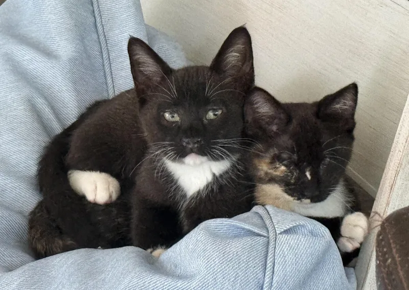 Gizmo & Greta thumbnail 3