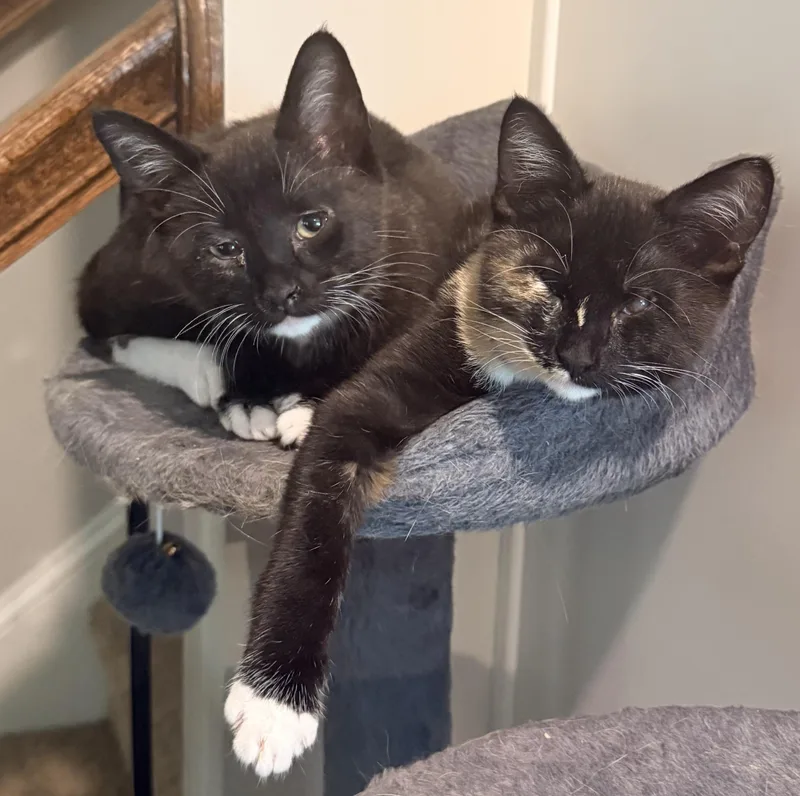 Gizmo & Greta thumbnail 4