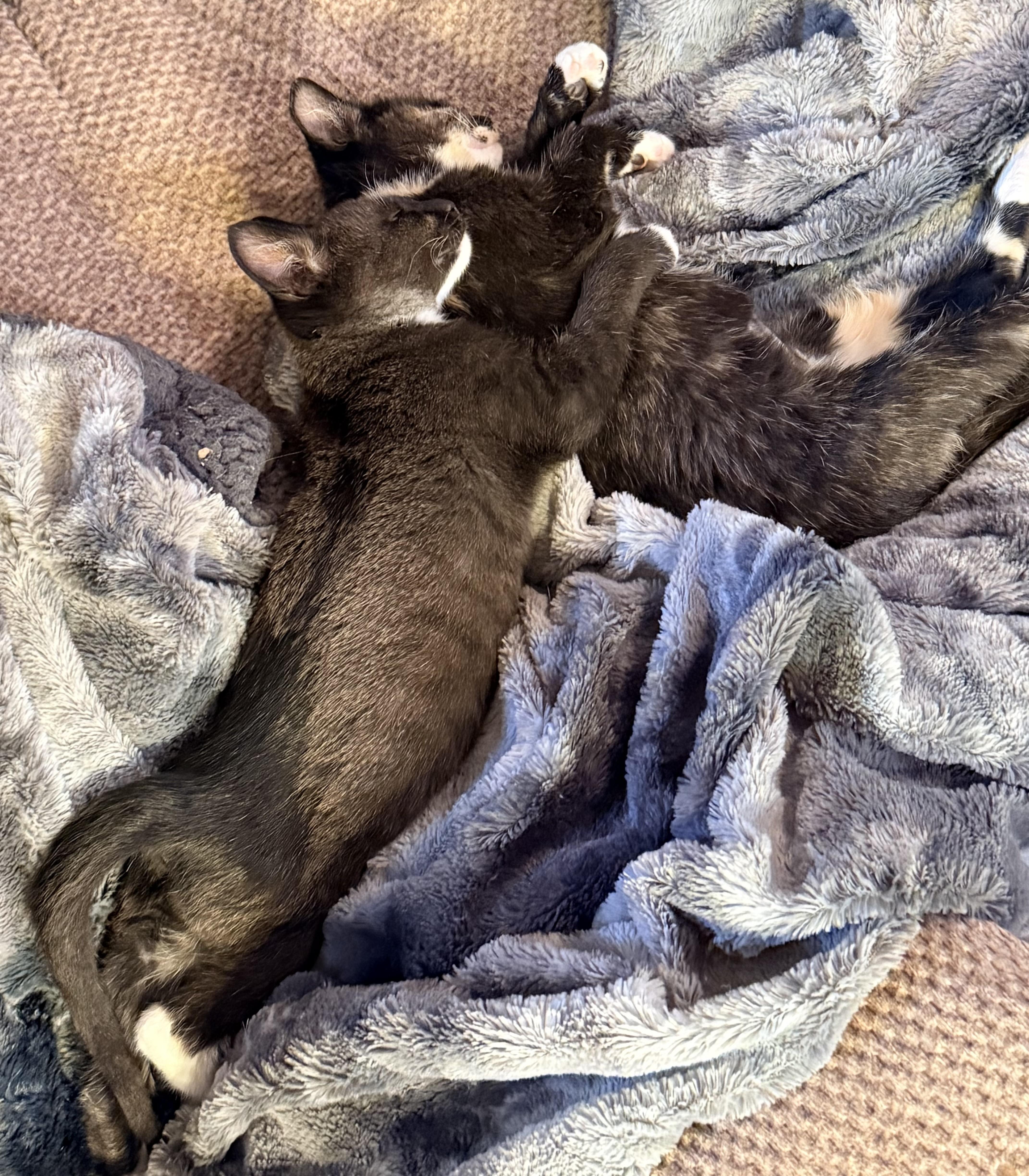 Gizmo & Greta thumbnail 5