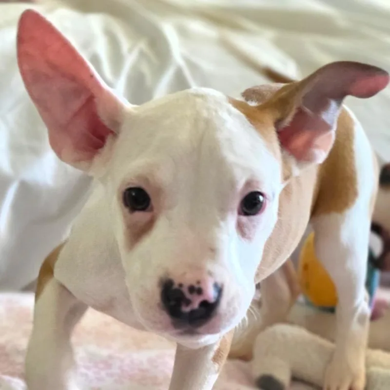 A baby medium-sized male White / Cream Pit Bull Terrier dog named Tommy for adoption in Monroe, MI