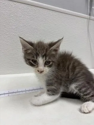 A baby small-sized male Domestic Medium Hair cat named Langley for adoption in West Chester, PA