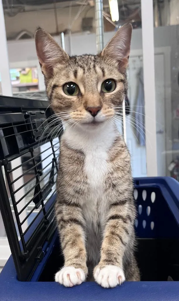 An adult medium-sized female Domestic Short Hair cat named The Queen for adoption in Cincinnati, OH