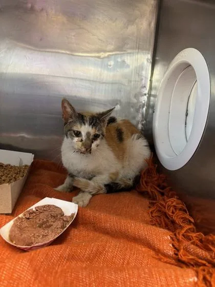 60761306 thumbnail 2