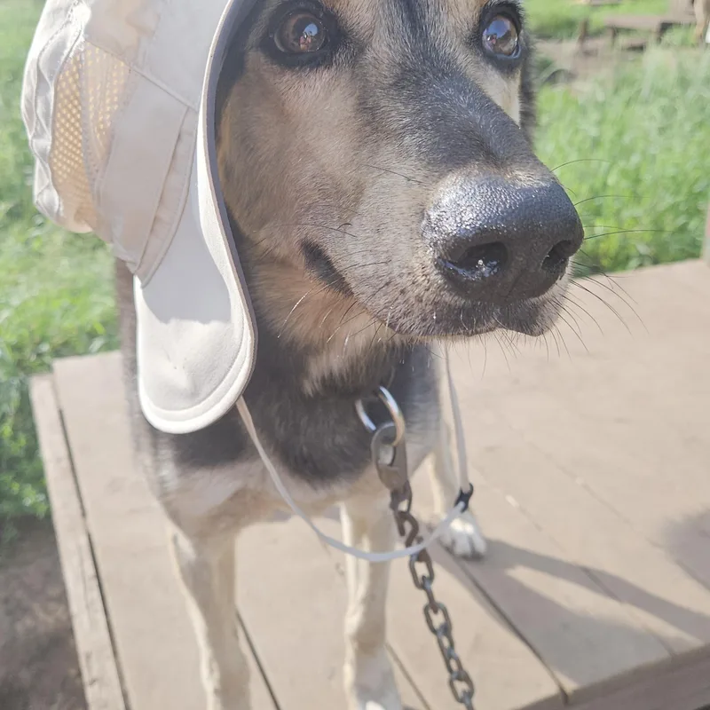 Scooby Doo thumbnail 2