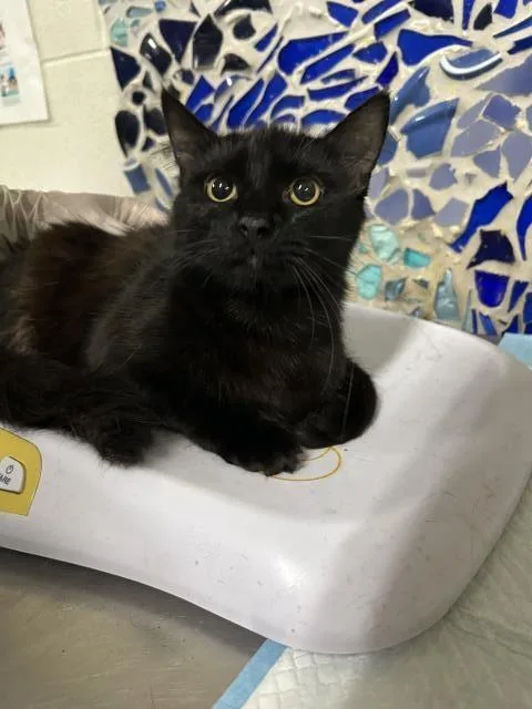 A young medium-sized female Domestic Short Hair cat named Cuttlefish for adoption in Pensacola, FL