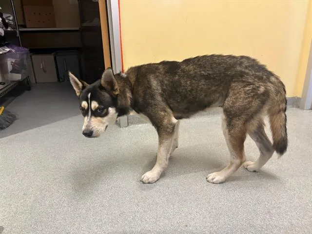 A young large-sized male Siberian Husky dog named Eli for adoption in Tustin, CA
