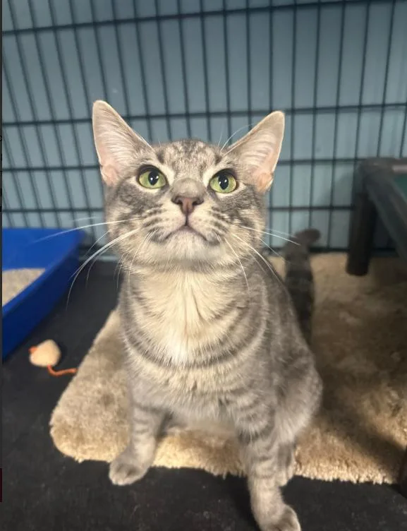 A young medium-sized male Tabby (Gray / Blue / Silver) Domestic Short Hair cat named Milo for adoption in Chicago, IL