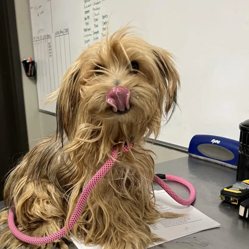 An adult small-sized female Maltese dog named Elvira for adoption in Yuma, AZ