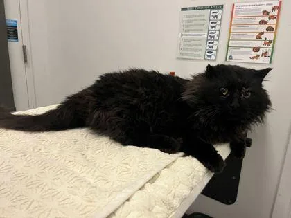 An adult large-sized male Black Domestic Long Hair cat named Geralt of Rivia for adoption in Kansas City, MO