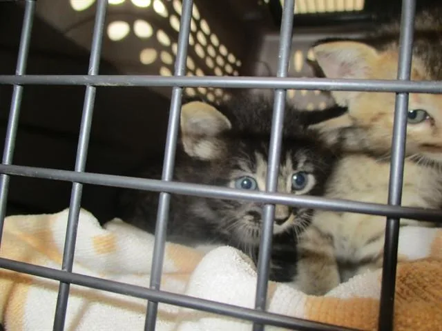 A baby small-sized male Domestic Short Hair cat named Leon for adoption in Ocala, FL
