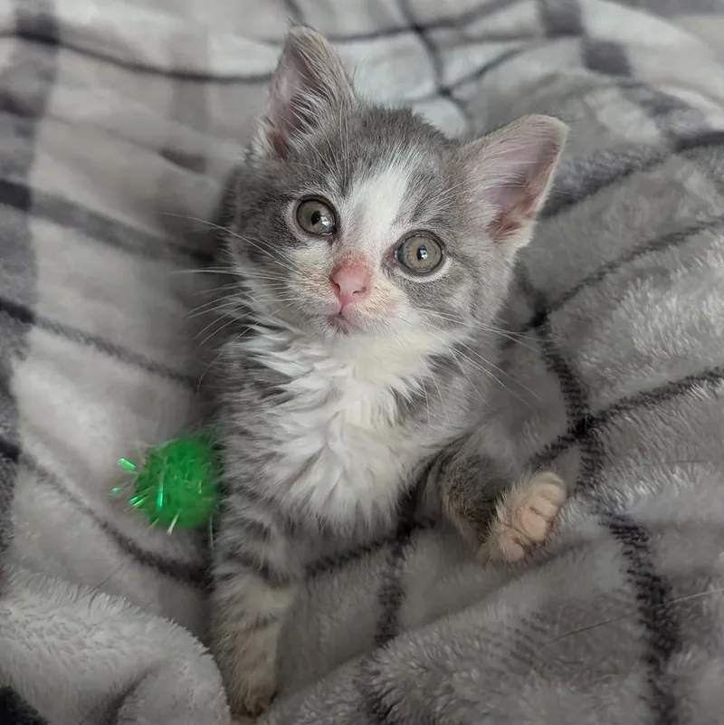 A baby small-sized male Gray & White Domestic Short Hair cat named Dumbo for adoption in Davison, MI