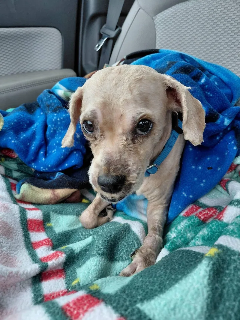 An adult small-sized male Apricot / Beige Poodle dog named Andy for adoption in Toledo, OH