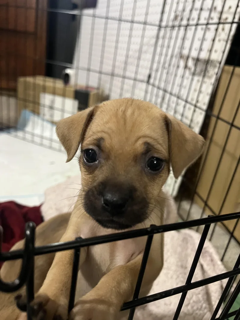 A baby small-sized female Chihuahua dog named River for adoption in Penryn, CA