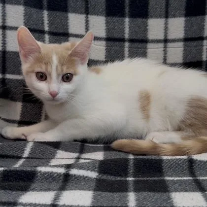 A baby small-sized female Domestic Short Hair cat named Wii for adoption in Janesville, WI