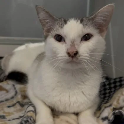A young small-sized female Siamese cat named Earth for adoption in Janesville, WI