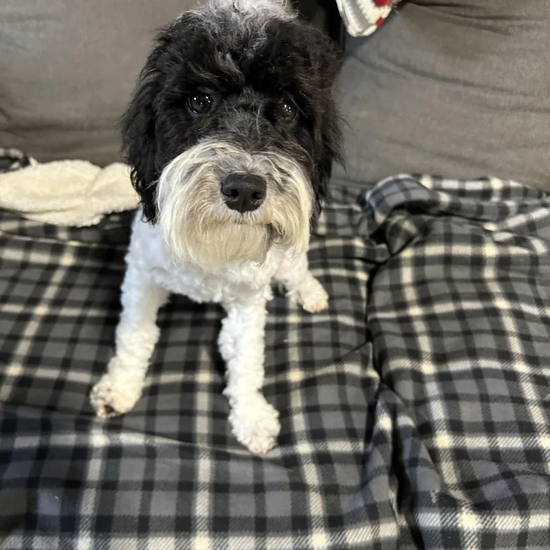 Billy  Lbs thumbnail 2