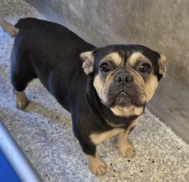 A young medium-sized female French Bulldog dog named Jewel for adoption in Lodi, CA