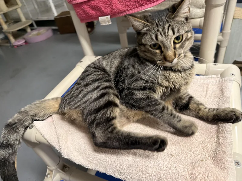An adult medium-sized female Tabby (Brown / Chocolate) Domestic Short Hair cat named Yardstick for adoption in San Luis Obispo, CA