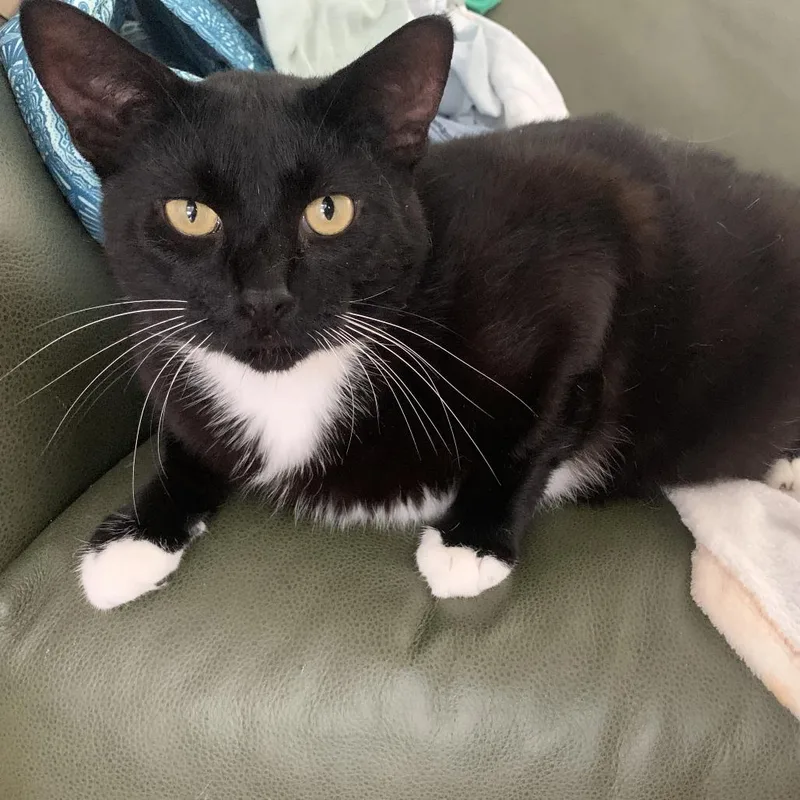An adult small-sized male Black American Shorthair cat named Toonsus for adoption in Bristol, IN