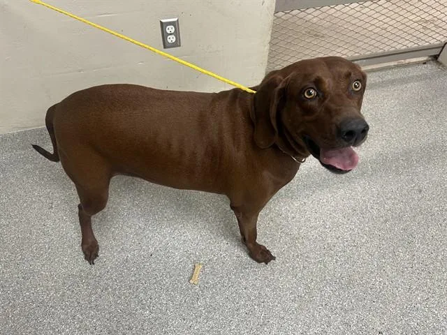An adult large-sized male Redbone Coonhound dog named Cooper for adoption in Pasadena, TX