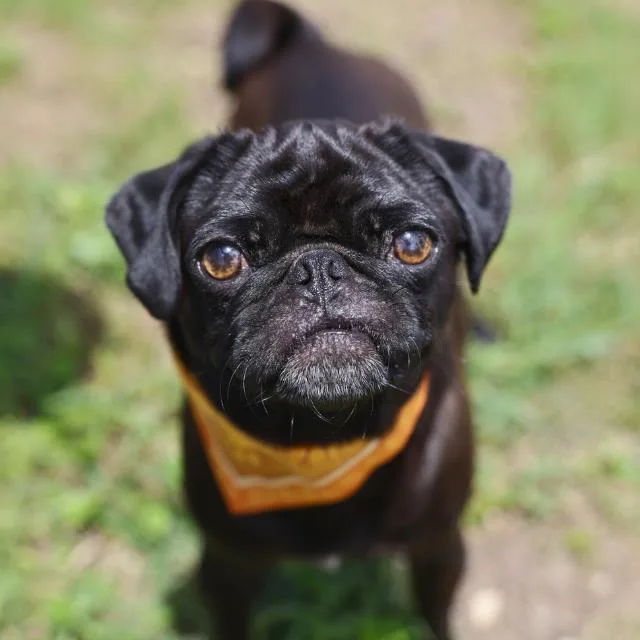 An adult small-sized female Pug dog named Dixie for adoption in San Antonio, TX