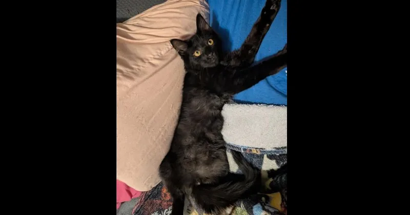 A baby small-sized male Domestic Medium Hair cat named Shadow for adoption in Chalfont, PA