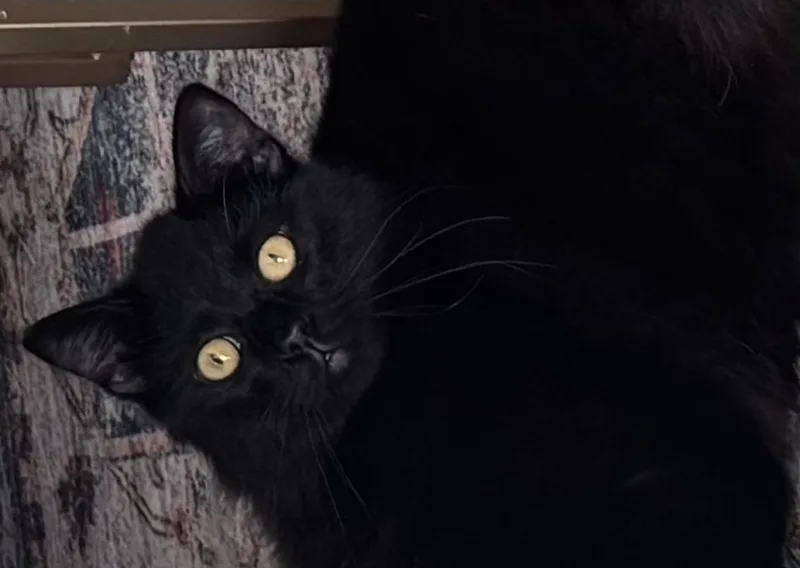 A young medium-sized male Black Domestic Medium Hair cat named Joe Jonas for adoption in Santa Cruz, CA
