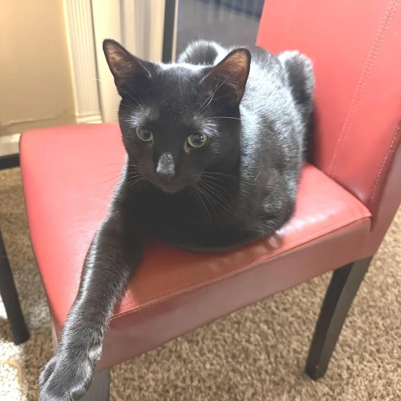 An adult large-sized male Black Domestic Short Hair cat named Raven for adoption in Novelty, OH