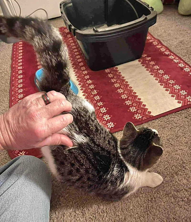 Sophie  Playful And thumbnail 2