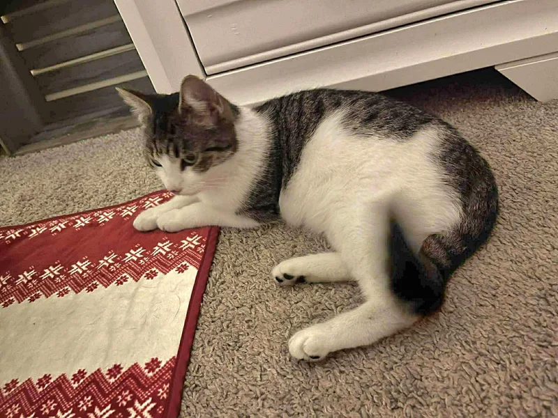 Sophie  Playful And thumbnail 4