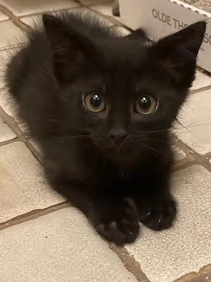 A baby small-sized female Domestic Short Hair cat named Pearl for adoption in Tustin, CA