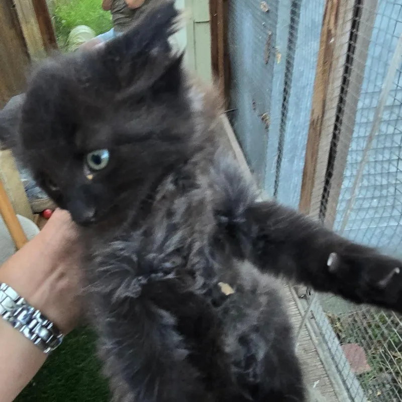 A baby small-sized male Black Domestic Long Hair cat named Nimbus for adoption in Long Beach, CA