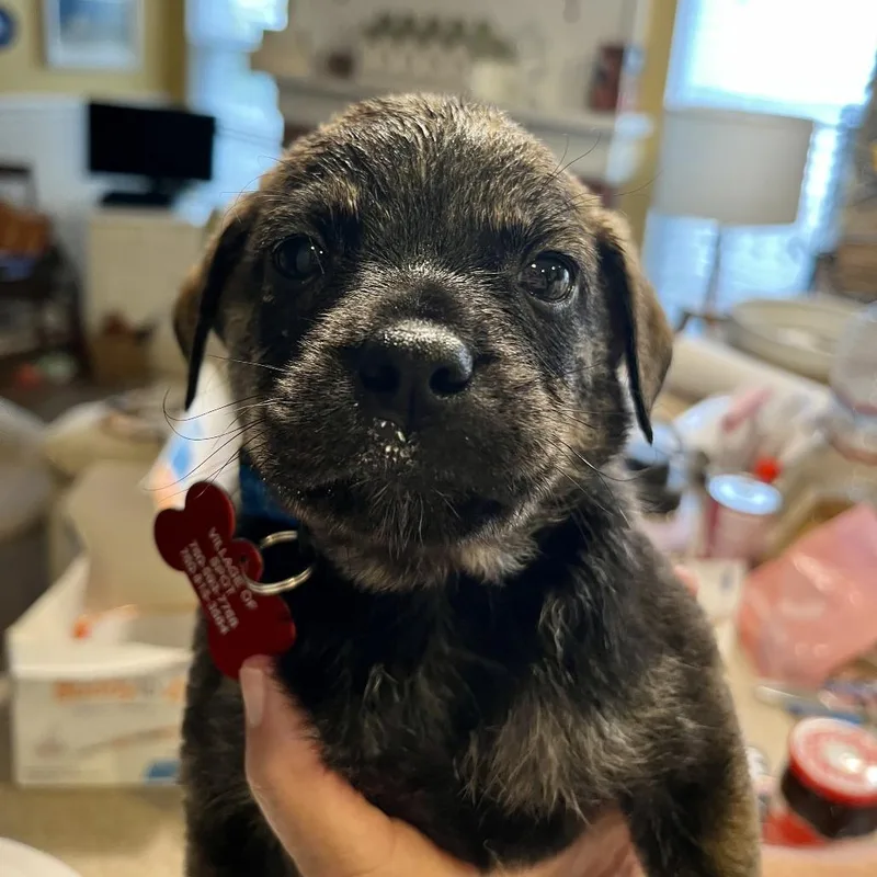 A baby medium-sized male Pug dog named Buccaneer for adoption in Oceanside, CA