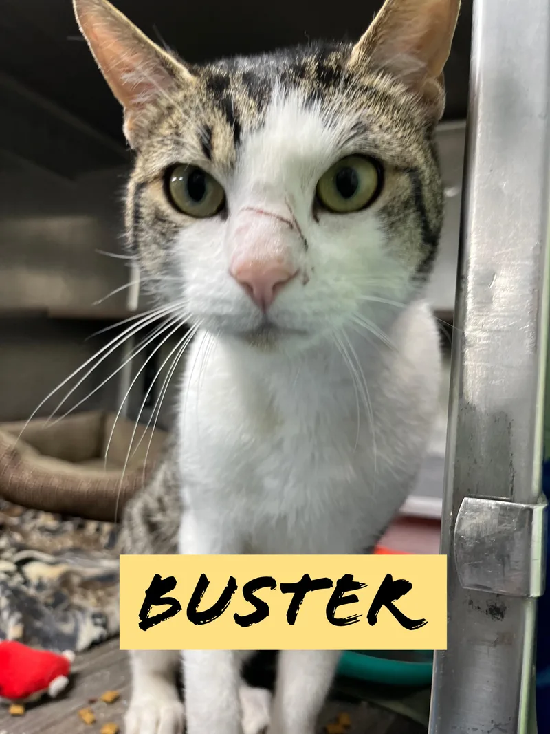An adult medium-sized male Gray & White Tabby cat named Buster for adoption in Pompton Plains, NJ