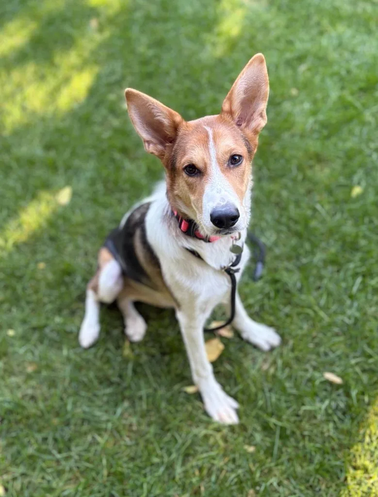 A baby medium-sized female Shepherd dog named Gertrude for adoption in Salt Lake City, UT