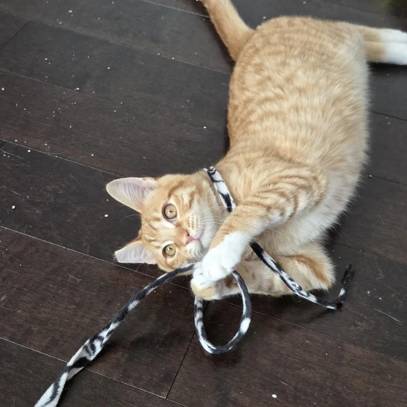 A baby medium-sized male Domestic Short Hair cat named Oliver [bonded with Ube] for adoption in Benicia, CA