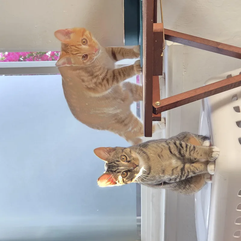 Oliver [bonded with Ube] thumbnail 2