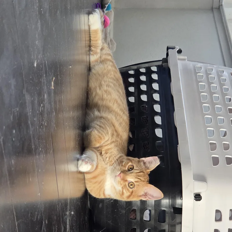 Oliver [bonded with Ube] thumbnail 3