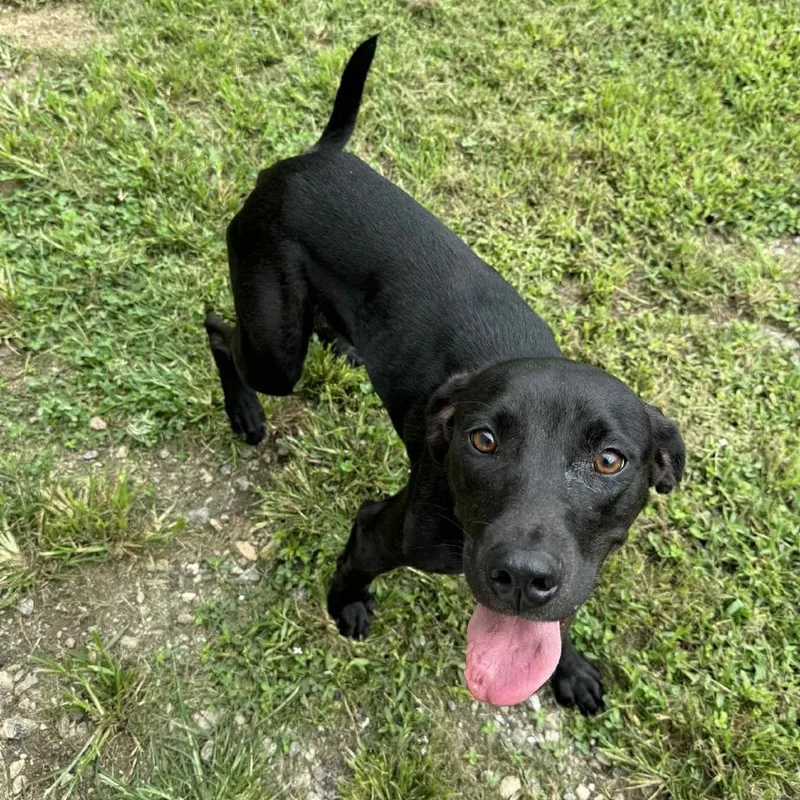 An adult medium-sized female Black Mixed Breed dog named Clover for adoption in New York, NY