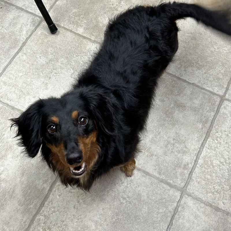 An adult small-sized male Black Dachshund (Long Haired) dog named Peanut for adoption in Chickasha, OK