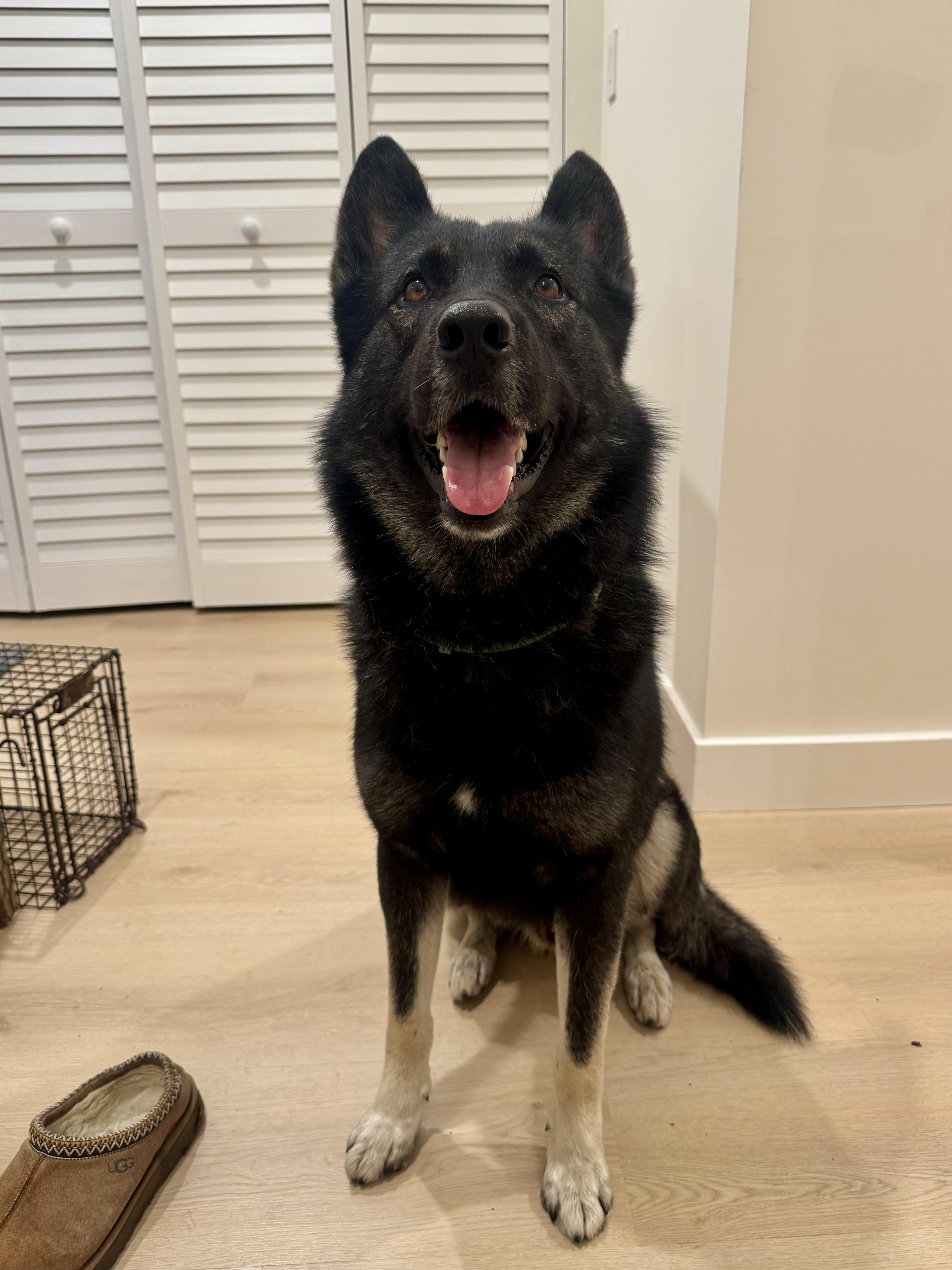 A young large-sized male German Shepherd Dog dog named Wattson AmaZinG BoY for adoption in Los Angeles, CA