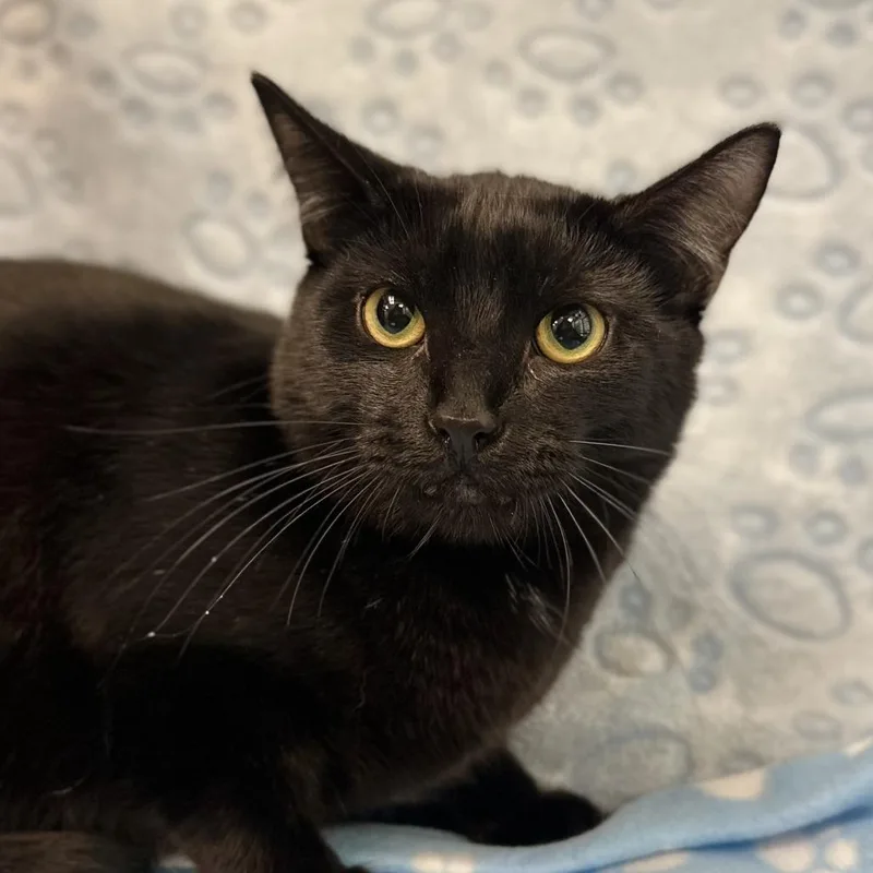 A young medium-sized male Black Domestic Short Hair cat named Spooky for adoption in Hamburg, NY