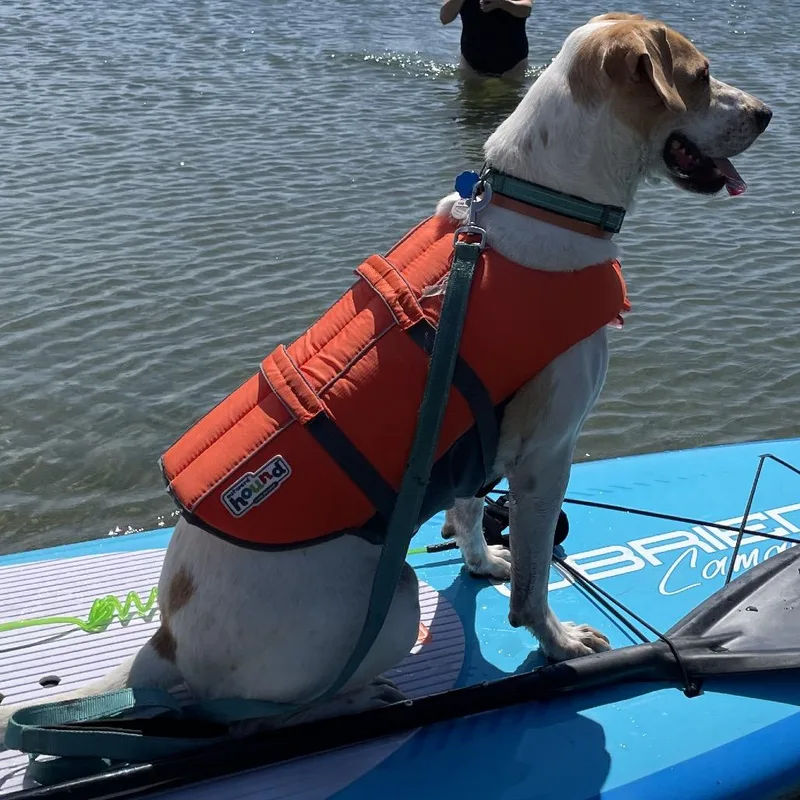 A senior large-sized male White / Cream Pointer dog named Rocket for adoption in Cashmere, WA