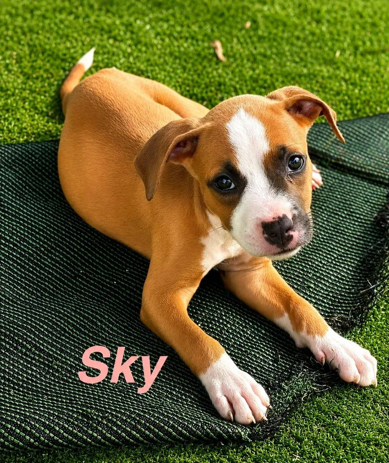 A baby medium-sized female American Staffordshire Terrier dog named Sky for adoption in Lake Hopatcong, NJ