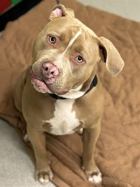 A young large-sized male Pit Bull Terrier dog named Grizz for adoption in Indianapolis, IN