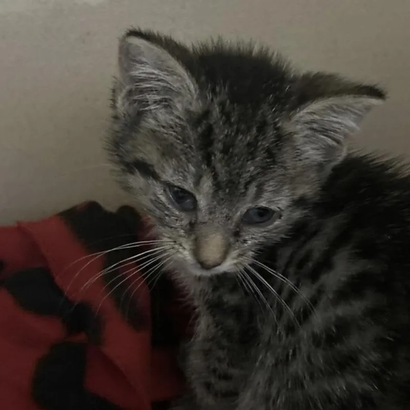 A baby small-sized female Domestic Short Hair cat named Quesadilla for adoption in Elyria, OH