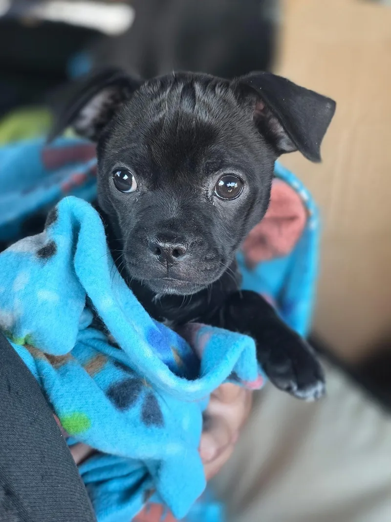 A baby small-sized female Chug dog named Salem for adoption in Penryn, CA